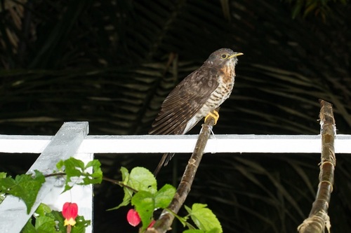 Dark Hawk-Cuckoo (Hierococcyx bocki), photo 7