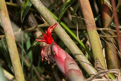 Hornstedtia scyphifera