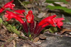 Aeschynanthus