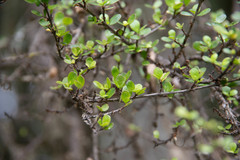 Coprosma pedicellata