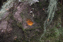Coprosma pedicellata