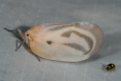 Flatida flocossa