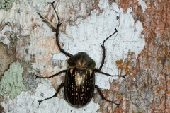 Cheirotonus peracanus