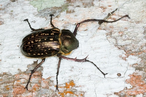 マレーテナガコガネ (Cheirotonus peracanus) · iNaturalist