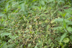 Urtica perconfusa