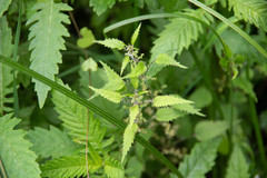 Urtica perconfusa