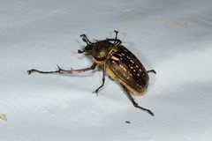 Cheirotonus peracanus