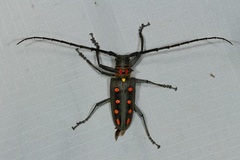 Batocera parryi