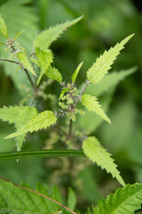 Urtica perconfusa