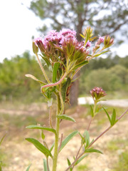 Stevia pilosa