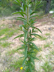 Stevia pilosa