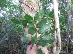 Calophyllum brasiliense