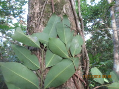 Calophyllum brasiliense