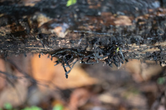 Xylaria longiana