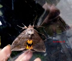 Eudocima serpentifera