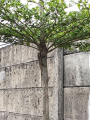 Calotes versicolor