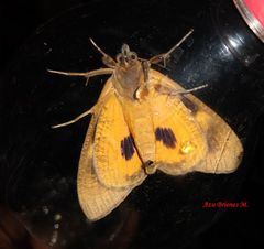 Eudocima serpentifera