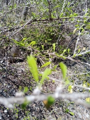 Dichrostachys