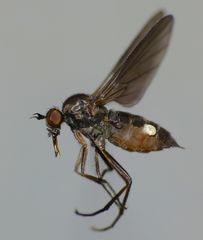 Hilara anisonychia