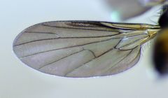 Hilara anisonychia