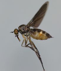 Hilara anisonychia