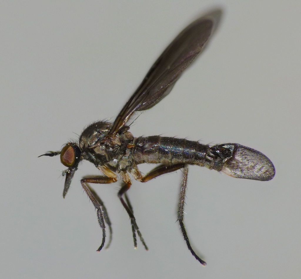 Hilara anisonychia