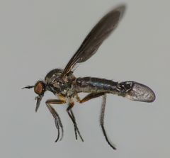 Hilara anisonychia