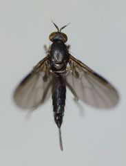 Hilara anisonychia