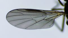 Hilara anisonychia