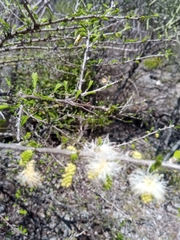 Dichrostachys