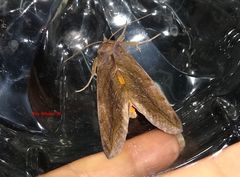 Eudocima serpentifera