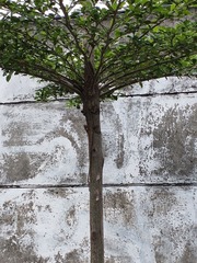 Calotes versicolor