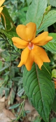Impatiens platypetala