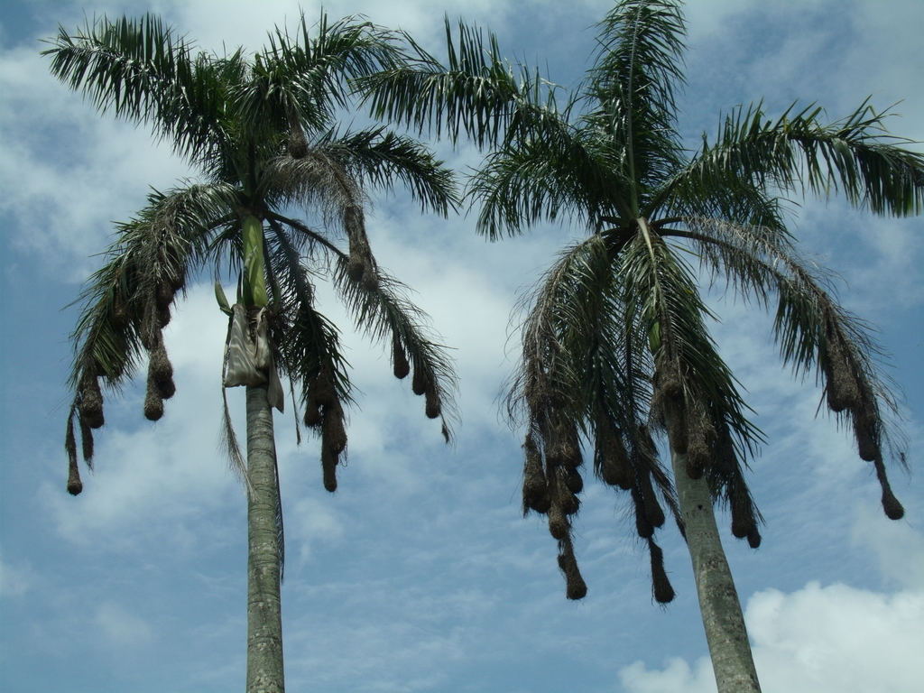 Mexican royal palm