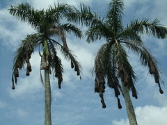 Roystonea dunlapiana