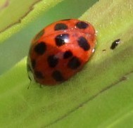 Harmonia axyridis