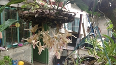 Stanhopea oculata