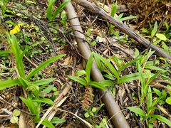 Pterostylis silvicultrix