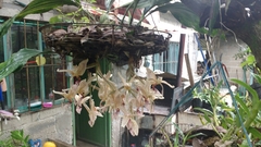 Stanhopea oculata