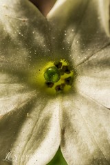 Jaborosa integrifolia
