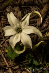 Jaborosa integrifolia