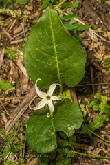 Jaborosa integrifolia