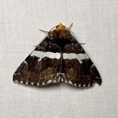 Buzara frontinus