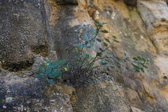 Olearia tomentosa