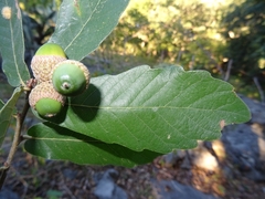 Quercus clivicola