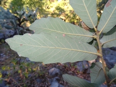 Quercus clivicola