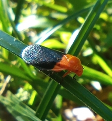 Sphenorhina rhodopepla