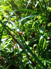 Sphenorhina rhodopepla