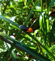 Sphenorhina rhodopepla