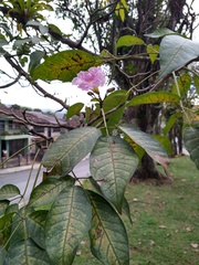 Tabebuia rosea